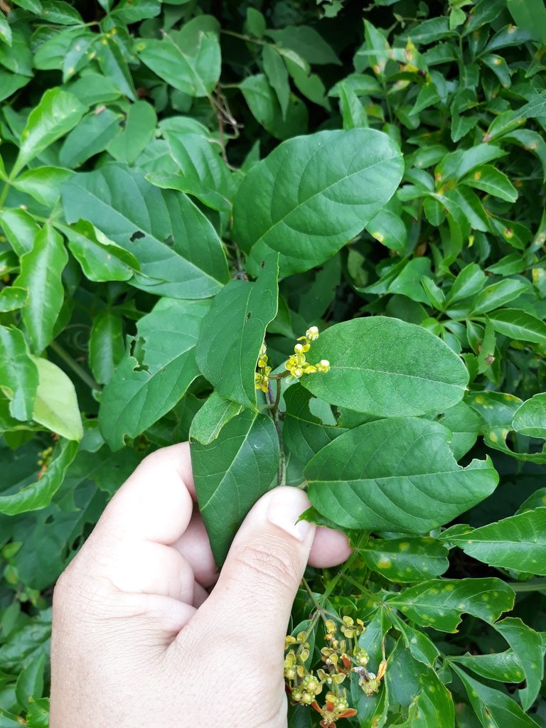 Dicella nucifera, photographed by Edson Luis Fabro Gasperin
