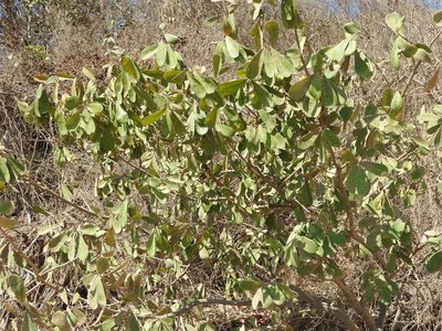 Morisonia indica, photographed by Juan Cruzado Cortés