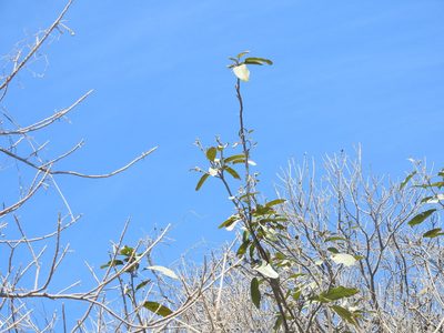 Morisonia americana, photographed by Juan Cruzado Cortés