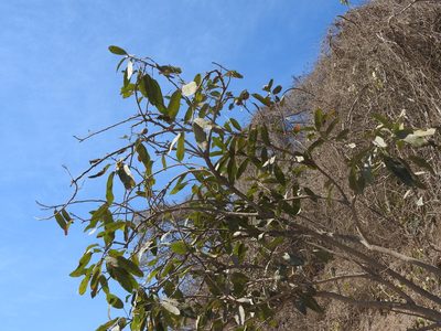 Morisonia americana, photographed by Juan Cruzado Cortés
