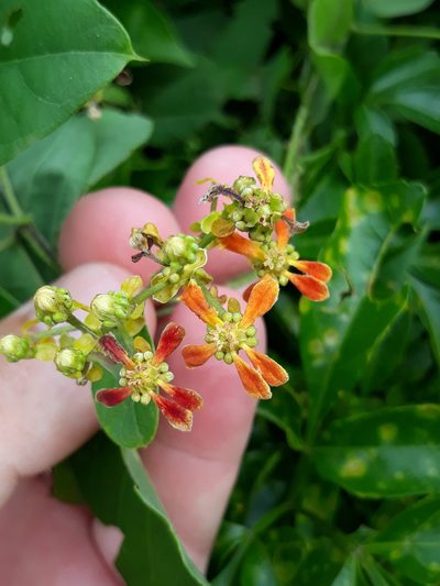 Dicella nucifera, photographed by Edson Luis Fabro Gasperin