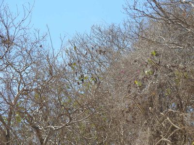Selenicereus vagans, photographed by Juan Cruzado Cortés