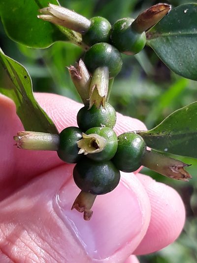 Psychotria suterella, photographed by Edson Luis Fabro Gasperin