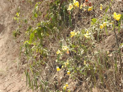 Senna pallida, photographed by Juan Cruzado Cortés