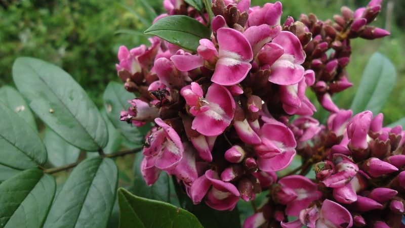 Andira fraxinifolia, photographed by russiannaturalistbrazil