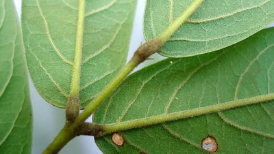 Andira fraxinifolia, photographed by russiannaturalistbrazil