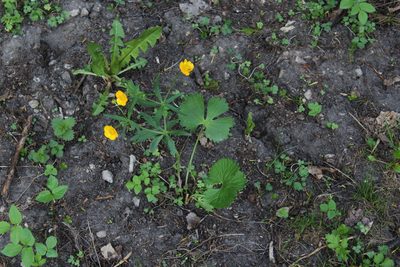 Ranunculus fallax, photographed by Dmitriy Bochkov