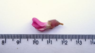 Andira fraxinifolia, photographed by russiannaturalistbrazil