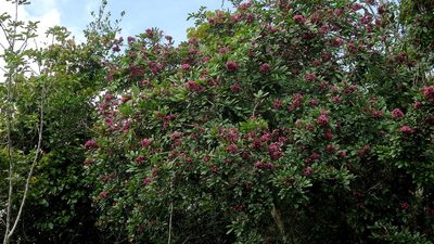 Andira fraxinifolia, photographed by russiannaturalistbrazil