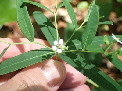 Euphorbia pubentissima, photographed by John P Friel
