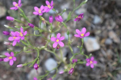 Zeltnera calycosa, photographed by Francisco Martínez González