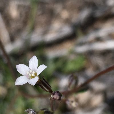 Gilia clokeyi, photographed by Harry Podschwit