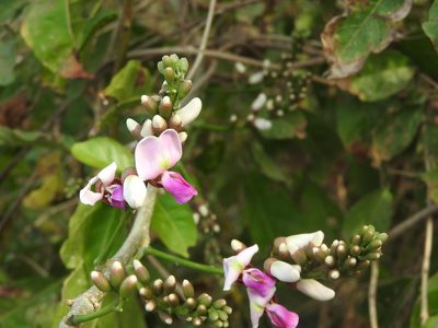 Lonchocarpus guatemalensis, photographed by Juan Cruzado Cortés