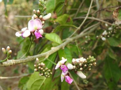 Lonchocarpus guatemalensis, photographed by Juan Cruzado Cortés
