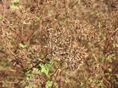 Salpianthus arenarius, photographed by Juan Cruzado Cortés