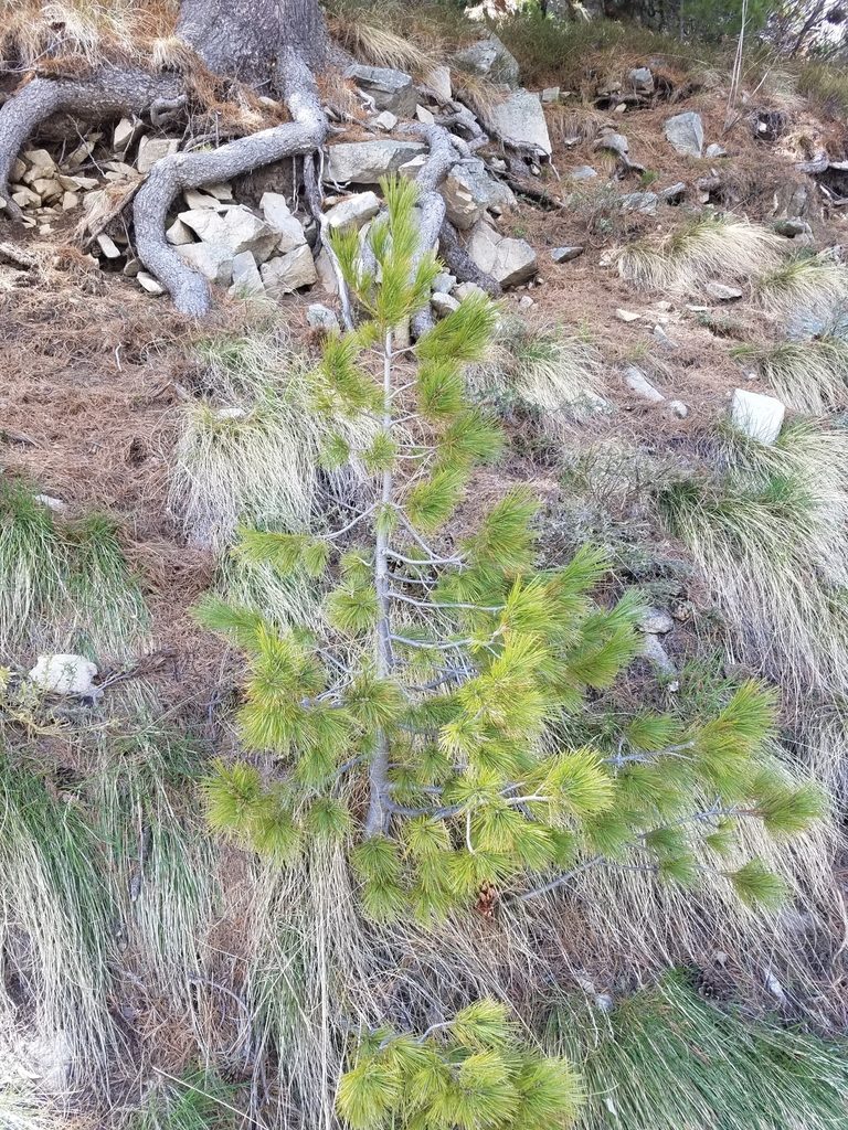 Pinus peuce, photographed by Andy