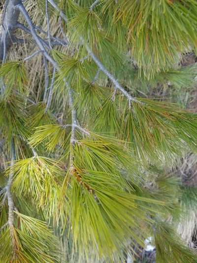 Pinus peuce, photographed by Andy