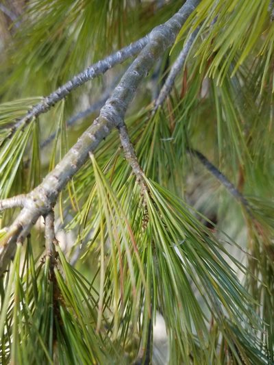 Pinus peuce, photographed by Andy