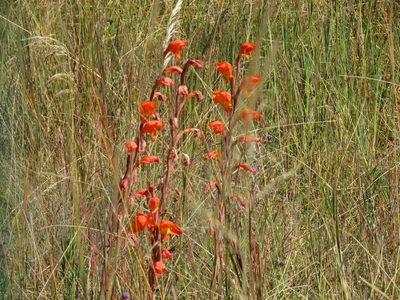 Gladiolus dalenii, photographed by Gonzalo Roget