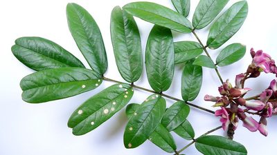 Andira fraxinifolia, photographed by russiannaturalistbrazil
