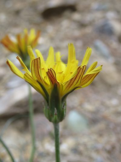 Gelasia cretica, photographed by Ronald Flipphi