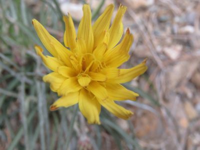 Gelasia cretica, photographed by Ronald Flipphi