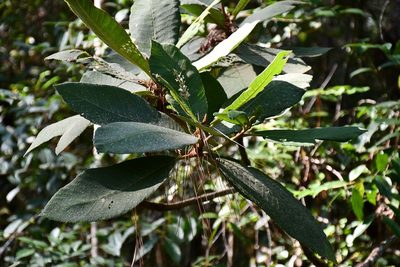 Saurauia madrensis, photographed by Neptalí Ramírez Marcial