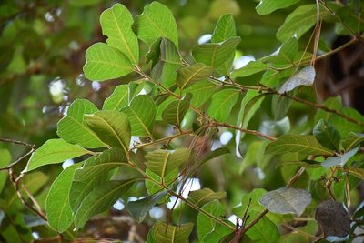 Ilex brandegeeana, photographed by Neptalí Ramírez Marcial