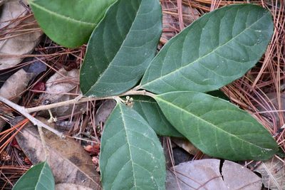 Ilex brandegeeana, photographed by Neptalí Ramírez Marcial