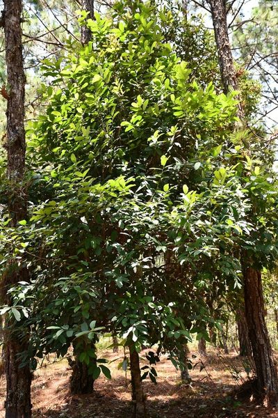 Ilex brandegeeana, photographed by Neptalí Ramírez Marcial
