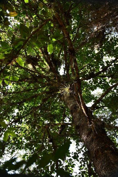 Ilex brandegeeana, photographed by Neptalí Ramírez Marcial