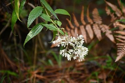 Fleischmanniopsis leucocephala, photographed by Neptalí Ramírez Marcial