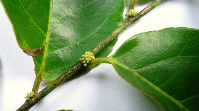 Casearia decandra, photographed by russiannaturalistbrazil