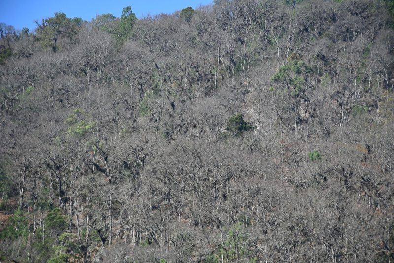Quercus segoviensis, photographed by Neptalí Ramírez Marcial