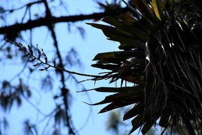 Racinaea rothschuhiana, photographed by Neptalí Ramírez Marcial