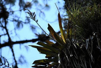 Racinaea rothschuhiana, photographed by Neptalí Ramírez Marcial