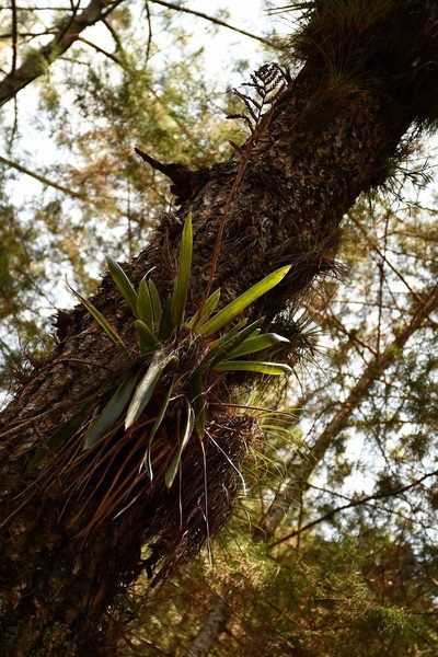 Racinaea rothschuhiana, photographed by Neptalí Ramírez Marcial