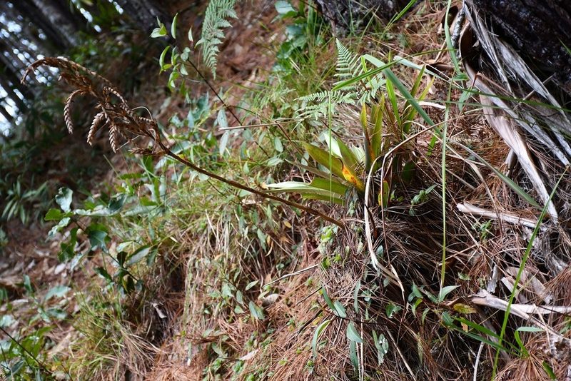Racinaea rothschuhiana, photographed by Neptalí Ramírez Marcial