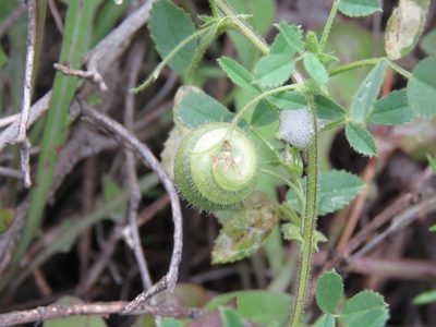 Medicago scutellata, photographed by Ronald Flipphi