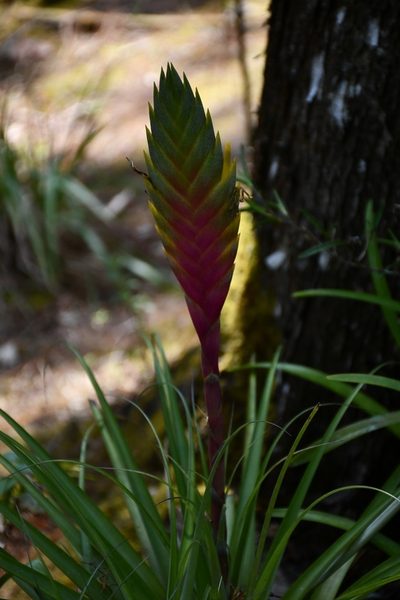 Tillandsia lampropoda, photographed by Neptalí Ramírez Marcial