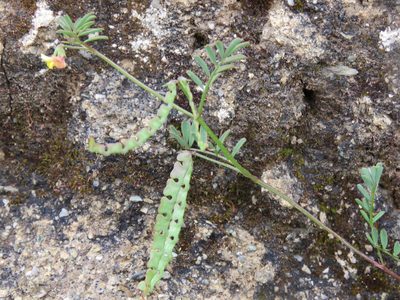Hippocrepis ciliata, photographed by Ronald Flipphi