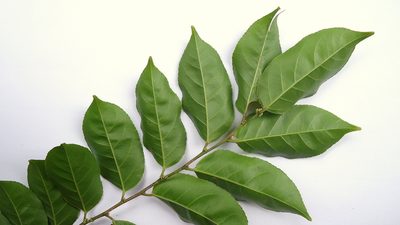 Casearia decandra, photographed by russiannaturalistbrazil