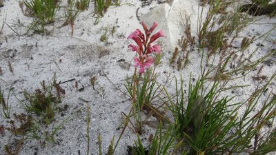 Tritoniopsis dodii, photographed by Jeremy Gilmore