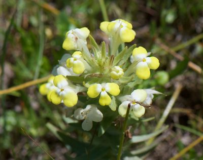 Castilleja campestris, photographed by Jonathan Eisen