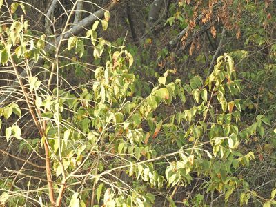 Celtis iguanaea, photographed by Juan Cruzado Cortés