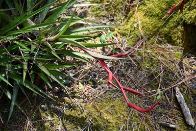 Tillandsia leiboldiana, photographed by Neptalí Ramírez Marcial
