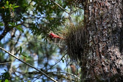 Tillandsia punctulata, photographed by Neptalí Ramírez Marcial