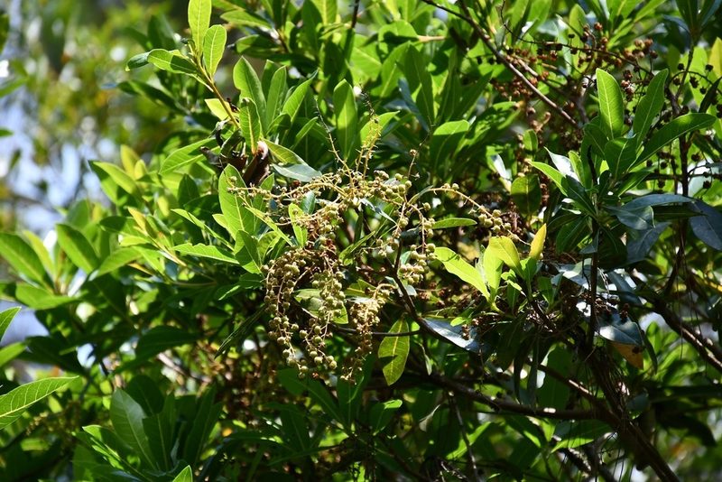 Clethra suaveolens, photographed by Neptalí Ramírez Marcial