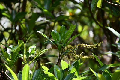 Clethra suaveolens, photographed by Neptalí Ramírez Marcial