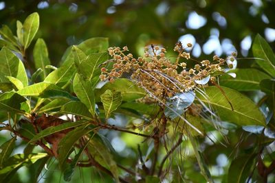 Clethra suaveolens, photographed by Neptalí Ramírez Marcial